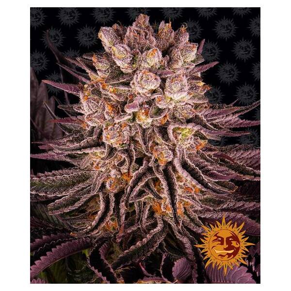 Mimosa x Orange Punch