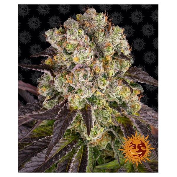 Purple Punch x Lemon Drizzle