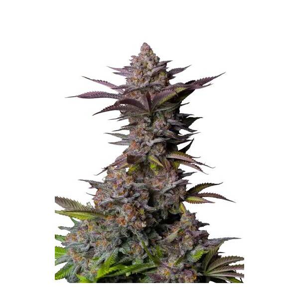 Tropicana Cookies FF