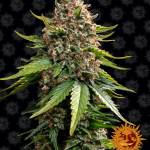 White Widow XXL Auto