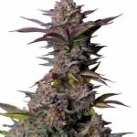 Tropicana Cookies FF