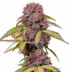 Lemon Cherry Cookies Auto